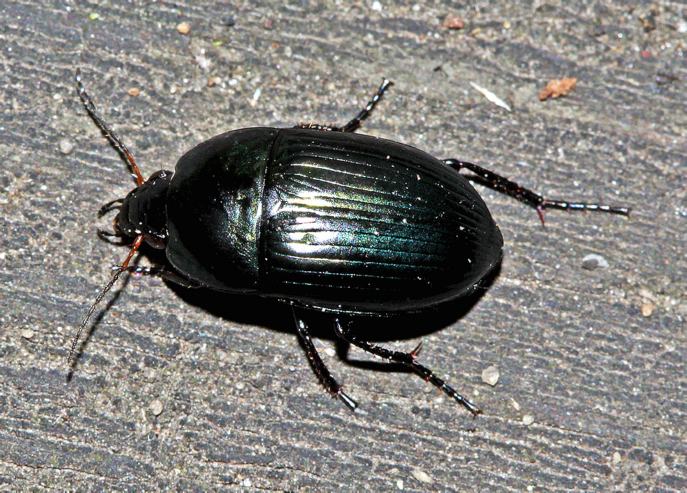 Amara lunicollis