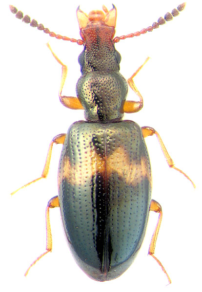 Vincenzellus fascipennis 