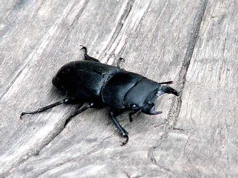 Dorcus parallelopipedus (Linnaeus, 1758)