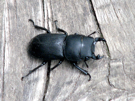 Dorcus parallelopipedus (Linnaeus, 1758)