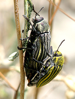 Julodis andreae andreae (Olivier, 1790)