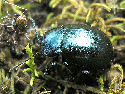 Chrysolina roddi