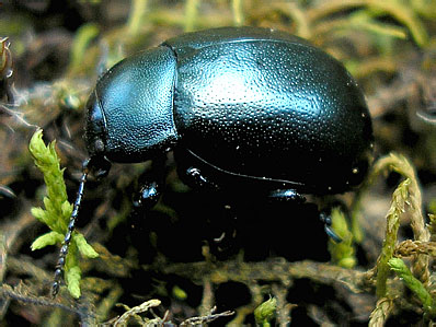 Chrysolina roddi