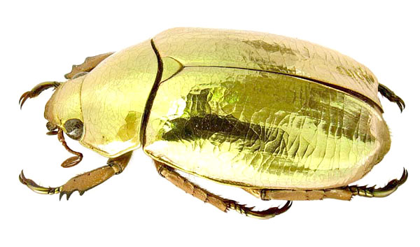 Chrysina resplendens (Boucard, 1875)