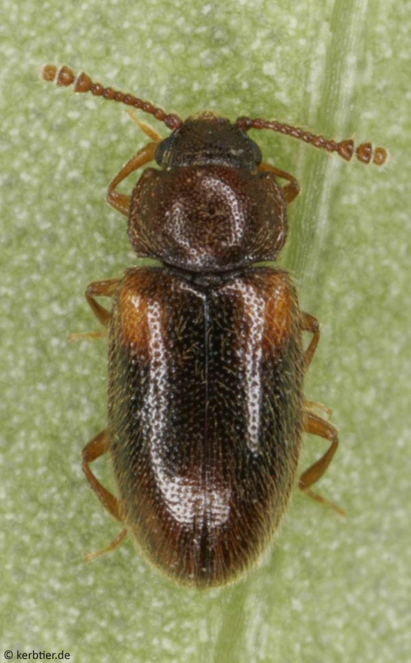 Cryptophilus obliteratus