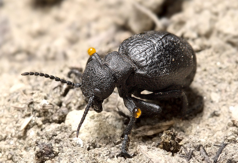 Meloe (Eurymeloe) rugosus Marsham, 1802