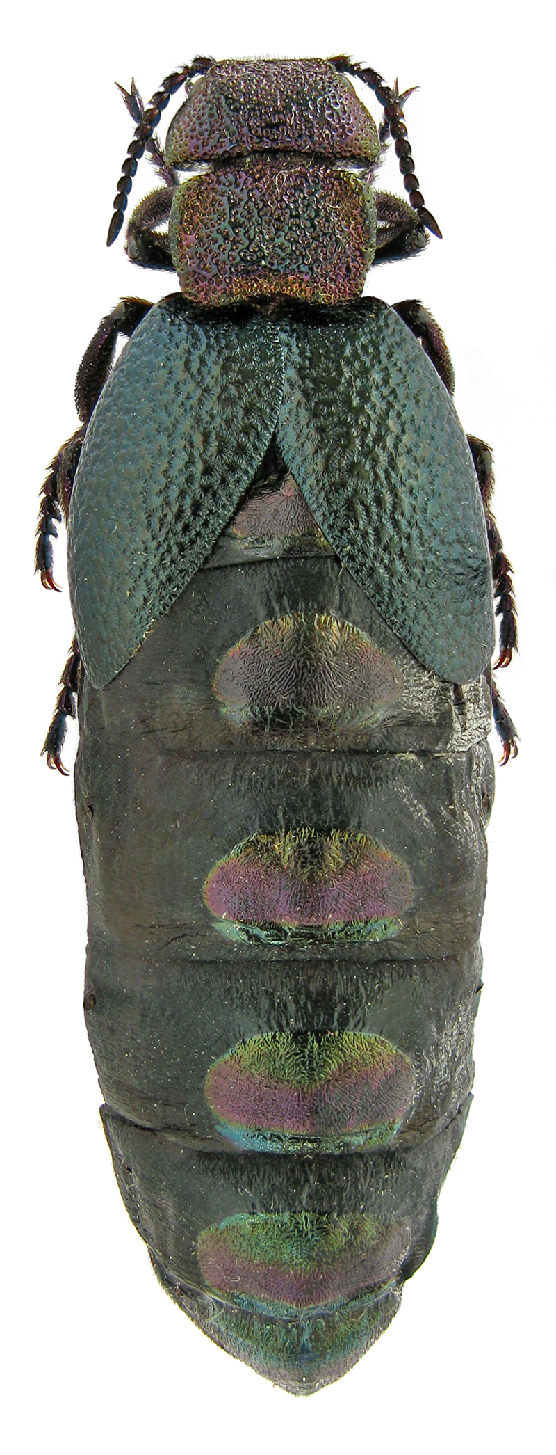 Meloe (Lampromeloe) variegatus Donov.