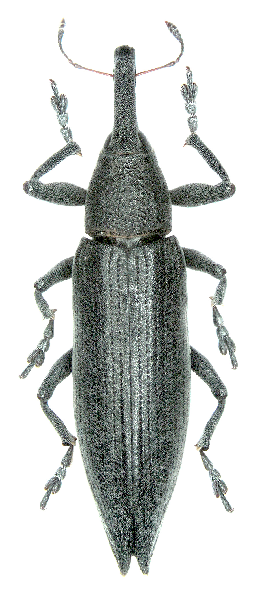 Lixus iridis (Olivier, 1807)