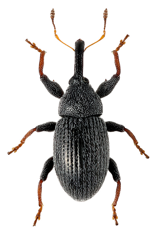 Anthonomus (Anthonomidius) rubripes Gyllenhal, 1835