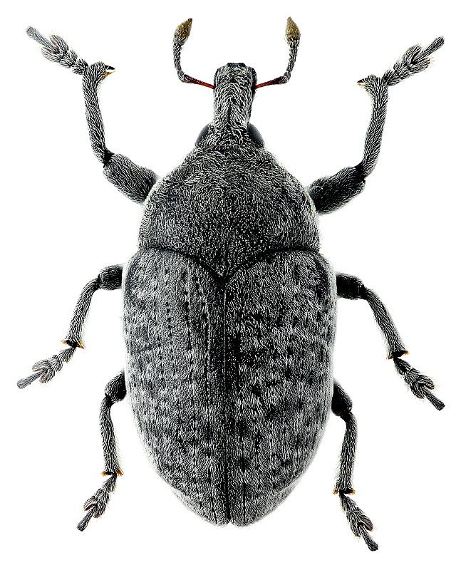 Larinus (Larinomesius) canescens Gyllenhal, 1835