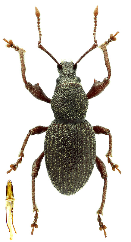 Otiorhynchus (Pliadonus) sp.