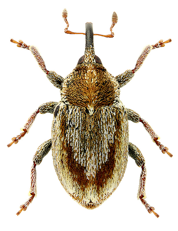 Sibinia (s. str.) femoralis Germar, 1824</b> - det. .. 