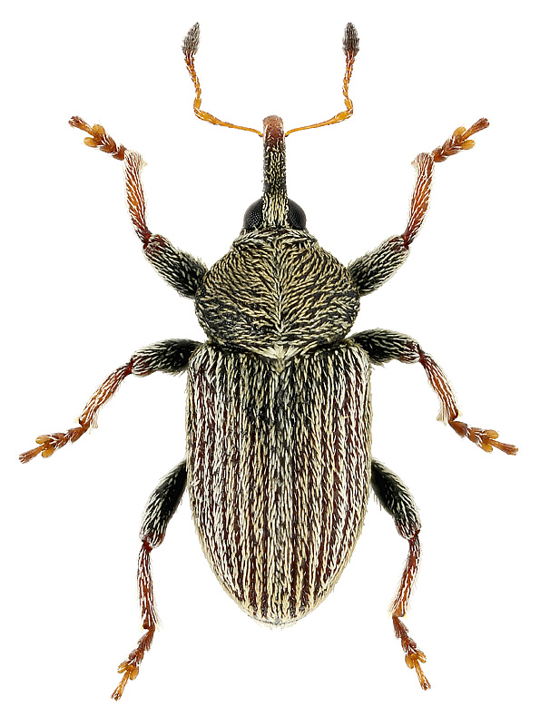 Tychius lautus Gyllenhal, 1835