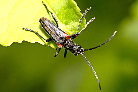 Stenocorus (Anisorus) quercus (Gotz, 1783)