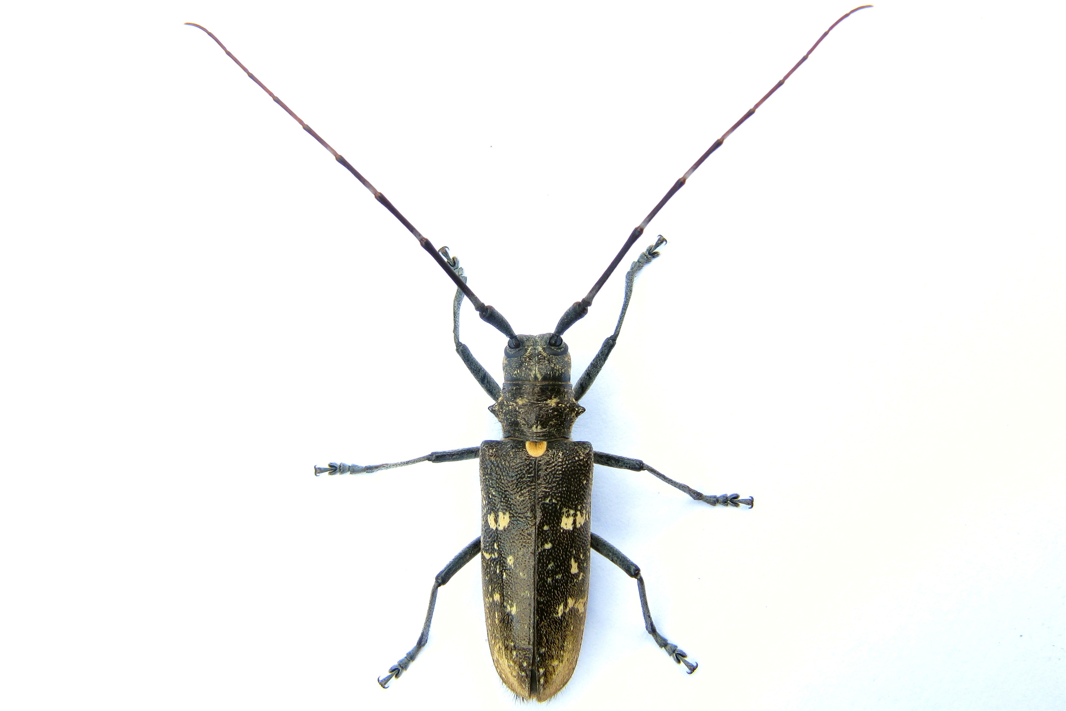 Monochamus urussovi