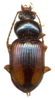 Abacetus inexpectatus