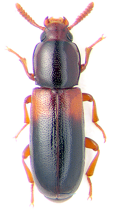 Corticeus basalis