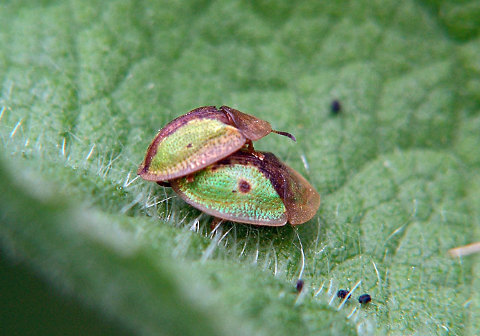 Cassida ferruginea