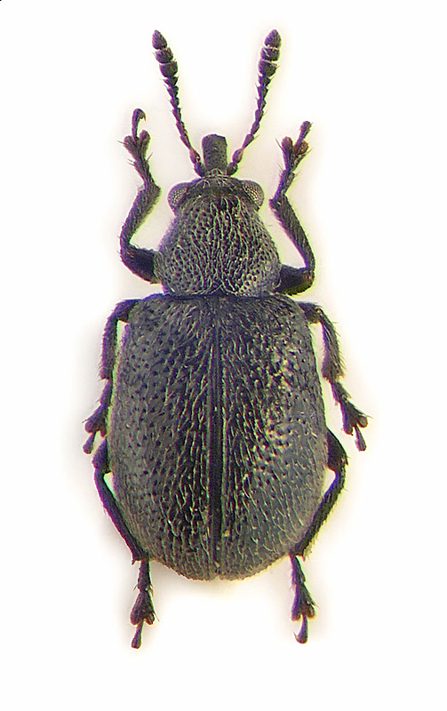 Auletobius (Metopium) puberulus (Faust)