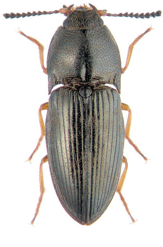 Hypnoidus riparius