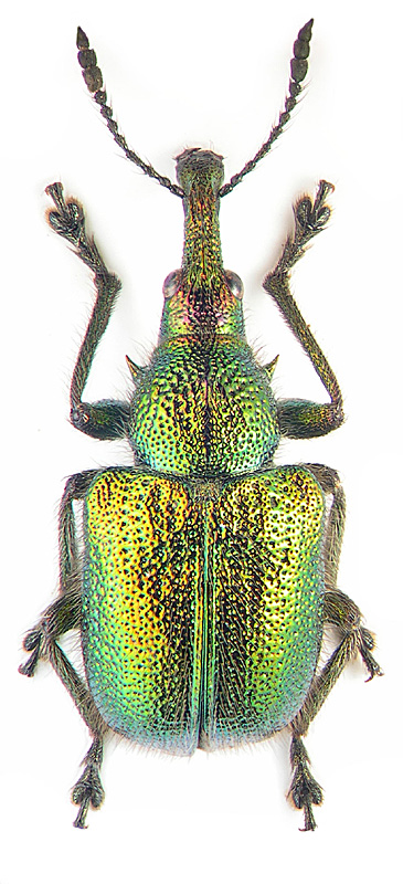 Rhynchites auratus (Scop.)