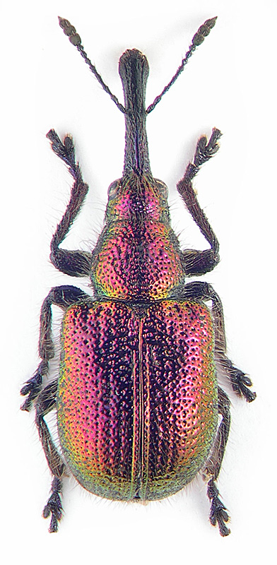 Rhynchites bacchus (L.)