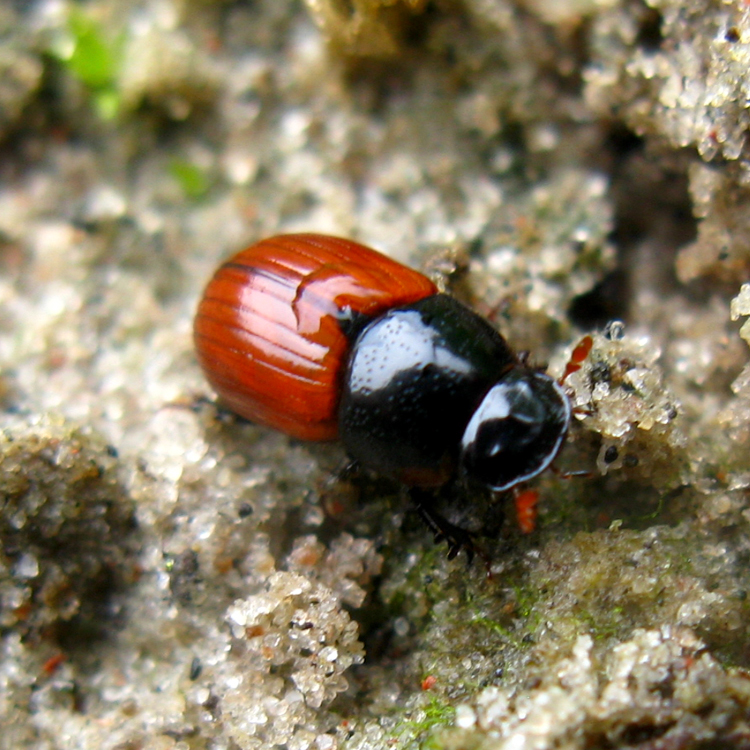 Семейство Пластинчатоусые (Scarabaeidae)