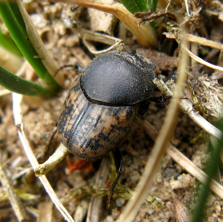 Aphodius (Colobopterus) erraticus (Linnaeus, 1758)