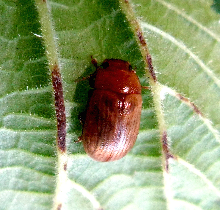 Gonioctena (Goniomena) pallida (Linnaeus, 1758)