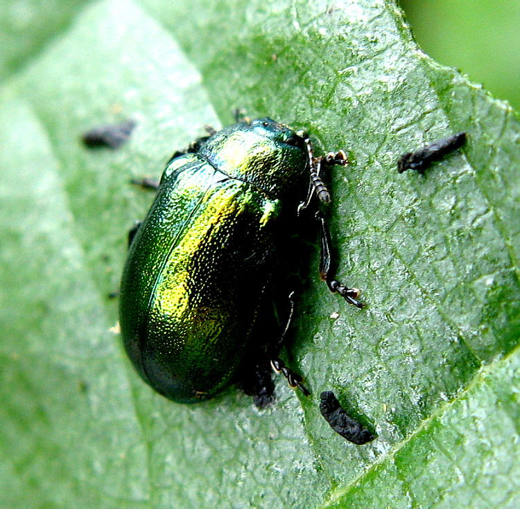 Plagiosterna aenea (Linnaeus, 1758)