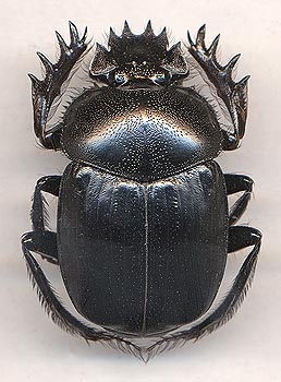 -: S. acuticollis