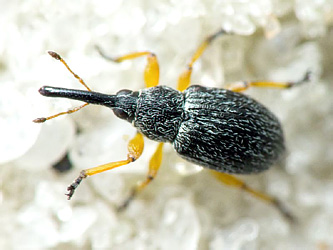 Pseudapion fulvirostre (Gyllenhal, 1833)