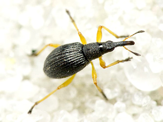 Protapion fulvipes (Geoffroy, 1785)