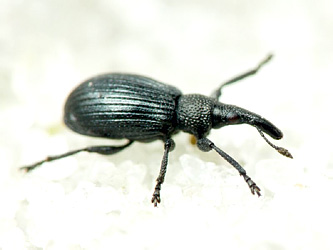 Aizobius sedi (Germar, 1818)