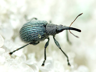 Hemitrichapion pavidum (Germar, 1817)