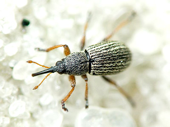 Exapion elongatulum (Desbrochers, 1891)