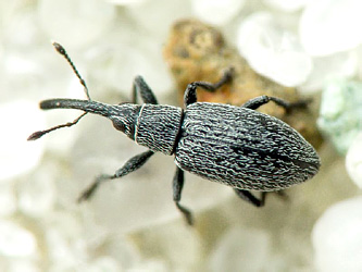 Catapion seniculus (W. Kirby, 1808)