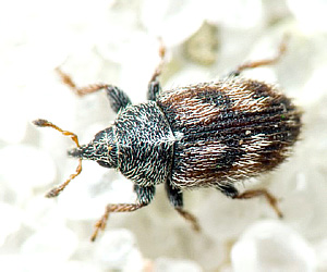 Mecinus labilis (Herbst, 1795)