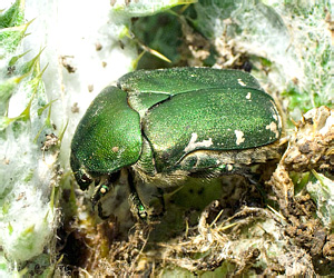 Protaetia ungarica (Herbst, 1790)