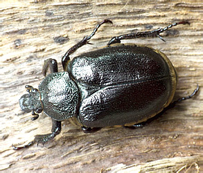 Osmoderma coriarium coriarium (De Geer, 1774) - female