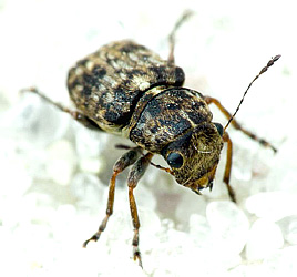 Exechesops leucopis (Jordan, 1928) - female