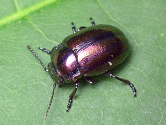 Chrysolina cerealis (Linnaeus, 1767)