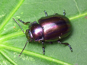 Chrysolina cerealis (Linnaeus, 1767)