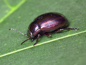 Chrysolina cerealis (Linnaeus, 1767)