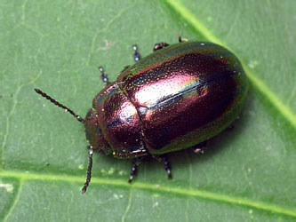 Chrysolina cerealis (Linnaeus, 1767)