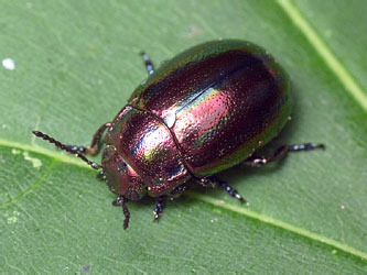 Chrysolina cerealis (Linnaeus, 1767)