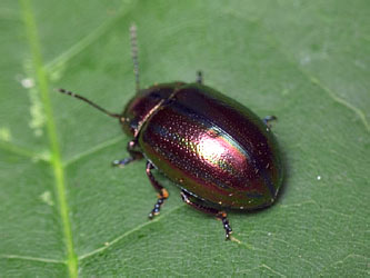 Chrysolina cerealis (Linnaeus, 1767)