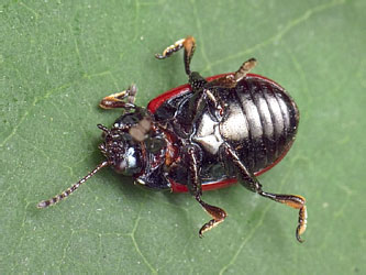 Chrysolina marginata (Linnaeus, 1758)