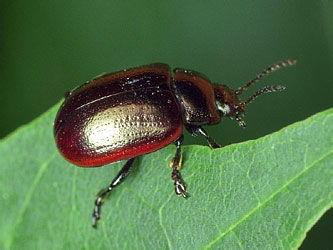 Chrysolina marginata (Linnaeus, 1758)