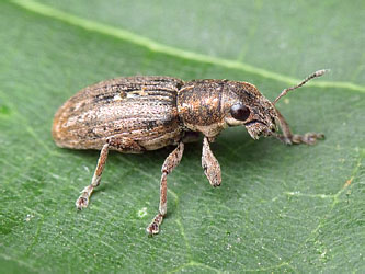 Sitona puncticollis Stephens, 1831